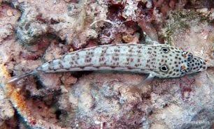 Sandperch spothead grubfish parapercis clathrata thl