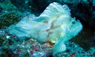 Scorpionfish leaf scorpionfish taenianotus tricanthus gil