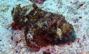 Scorpionfish tasselled scorpionfish scorpaenopis oxycephalus thl