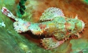Scorpionfish tasselled scorpionfish scorpaenopis oxycephalus thl