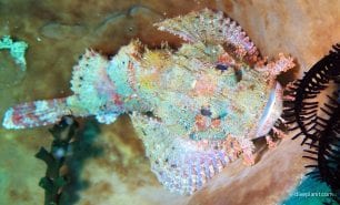 Scorpionfish tasselled scorpionfish scorpaenopis oxycephalus thl