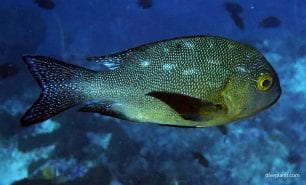 Snapper midnight snapper sub adul macolor macularis thl