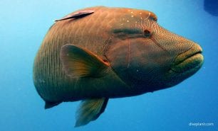 Wrasse humphead wrasse male cheilinus undulatus gbr