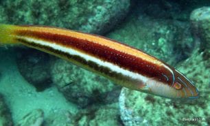 Wrasse maori wrasse opthalmolepsis lineolata syd