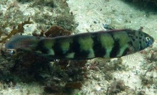 Wrasse snake skin wrasse eupetrichthys angustipes syd