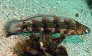 Wrasse snake skin wrasse eupetrichthys angustipes syd