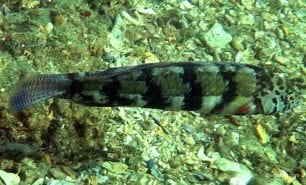 Wrasse snake skin wrasse eupetrichthys angustipes syd
