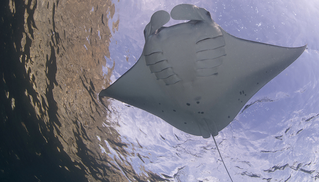 Baby manta nusa penida bali c andrea marshall mmf Baby manta nusa penida bali c andrea marshall mmf