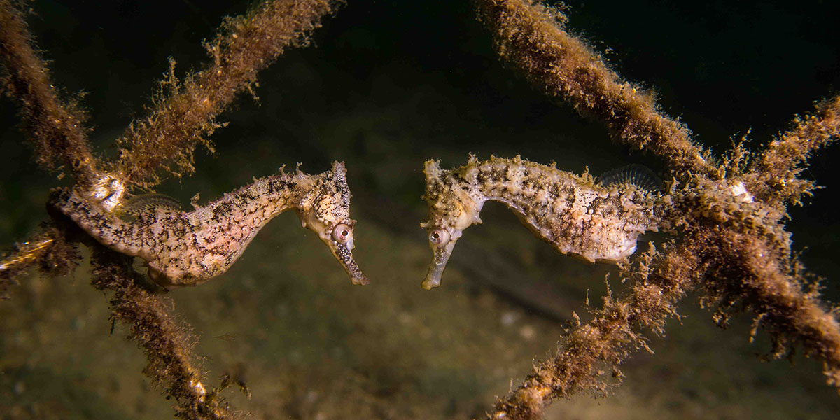 Scuba diving sydney popular dive sites Scuba diving sydney popular dive sites