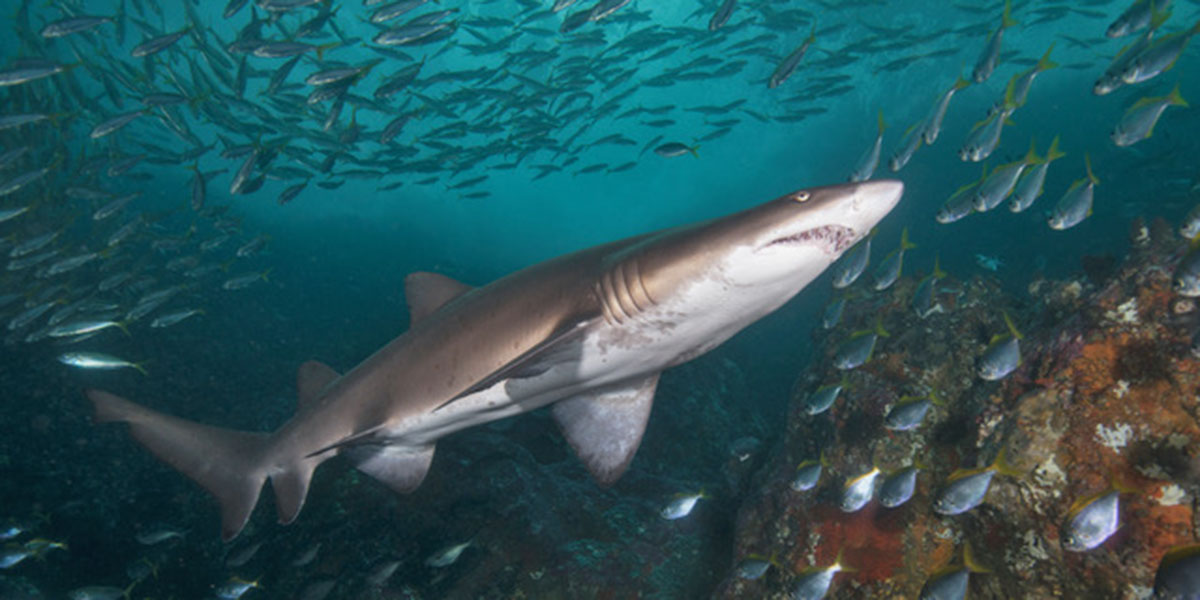 Sydney's Best Dive Sites Scuba Diving Sydney