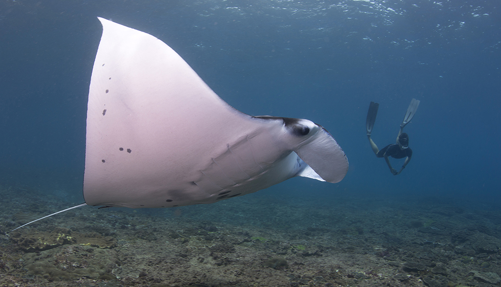 Freediver with manta c andrea marshall marine megafauna foundation Freediver with manta c andrea marshall marine megafauna foundation