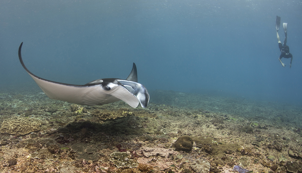 Nusa penida tourim c andrea marshall marine megafauna foundation Nusa penida tourim c andrea marshall marine megafauna foundation