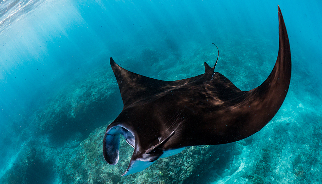 Reef manta in nusa penida 2 c simon pierce marine megafauna foundation Reef manta in nusa penida 2 c simon pierce marine megafauna foundation