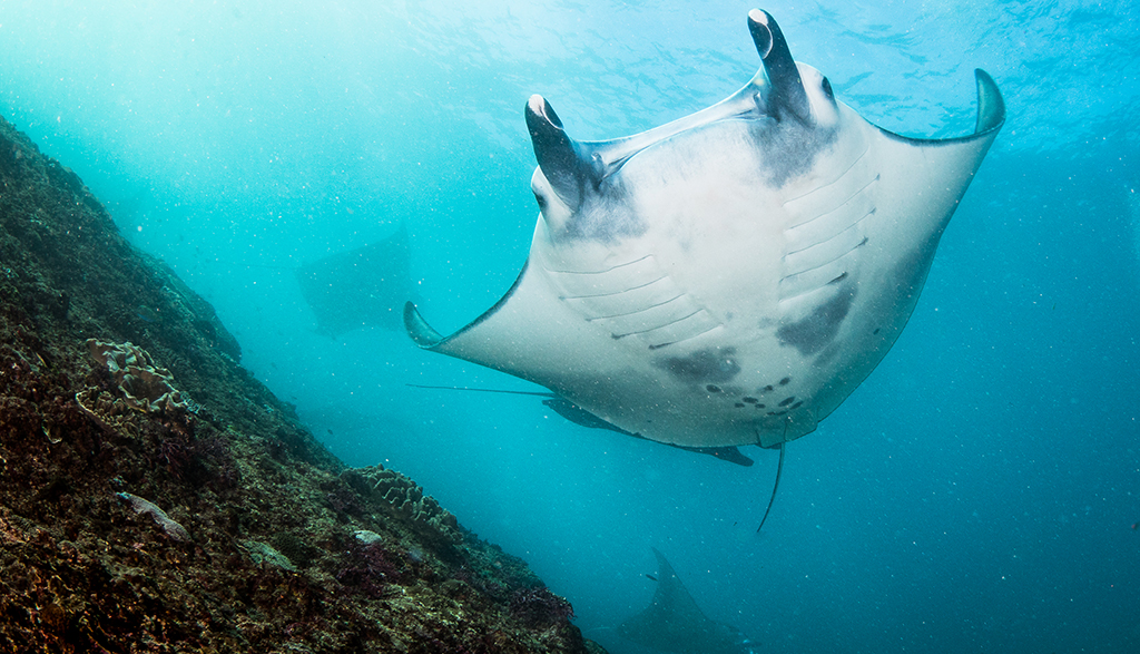 Reef manta in nusa penida 3 c simon pierce marine megafauna foundation Reef manta in nusa penida 3 c simon pierce marine megafauna foundation