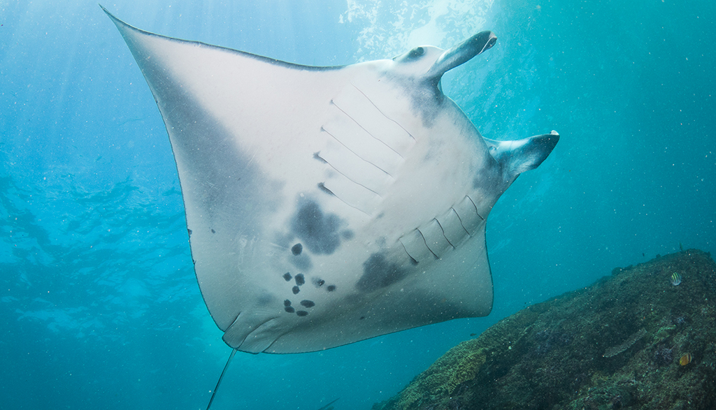 Reef manta in nusa penida 4 c simon pierce marine megafauna foundation Reef manta in nusa penida 4 c simon pierce marine megafauna foundation