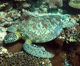 Reclining turtle at turtle patch diving sipadan malaysia feature