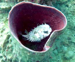 Orbicular burrfish inside a coral sponge barrel at pyramid at pulau mamutik diving kota kinabalu sabah malaysia feature