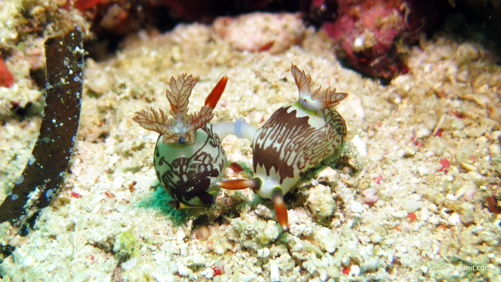 Pair of Lined Nembrotha giving a high five diving Panglima Reef at Mabul Sabah Malaysia by Diveplanit