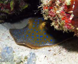 Blue spotted ray under a ledge at stingray city diving with scuba junkies mabul feature