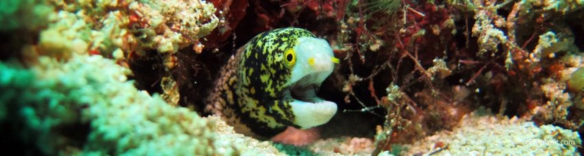 Snowflake eel speaks at lobster wall diving with scuba junkies mabul banner