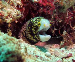 Snowflake eel speaks at lobster wall diving with scuba junkies mabul feature