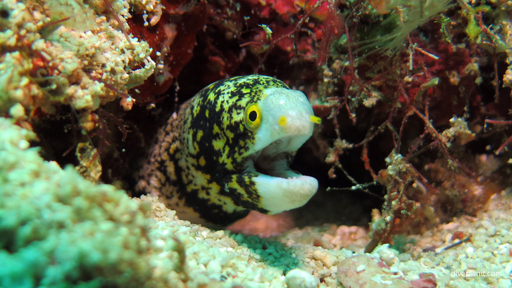 Snowflake eel speaks diving Lobster Wall at Mabul Sabah Malaysia by Diveplanit