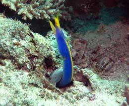Ribbon eel male at ribbon valley diving with scuba junkies mabul feature