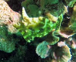Bristle tailed filefish bristling at house reef diving moalboal cebu philippines feature