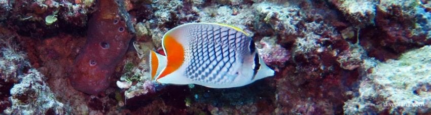Crosshatch butterflyfish at dimipac island east diving busuanga island palawan philippines banner