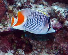 Crosshatch butterflyfish at dimipac island east diving busuanga island palawan philippines feature