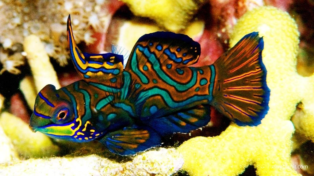 5564 Mandarinfish at Magic Island Resort diving Moalboal Cebu Philippines DPI 5564