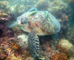 Turtle with remora at dolphin house diving moalboal cebu philippines feature