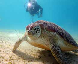 Turtle close with grass at club paradise house reef diving busuanga palawan philippines feature