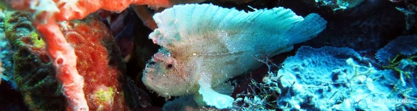Leaf scorpionfish at dimipac island west diving busuanga island palawan philippines banner
