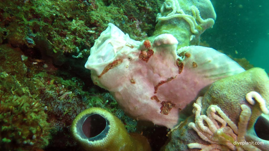 Giant frogfish mouth open at Pescadore diving Moalboal Cebu in the Philippines by Diveplanit