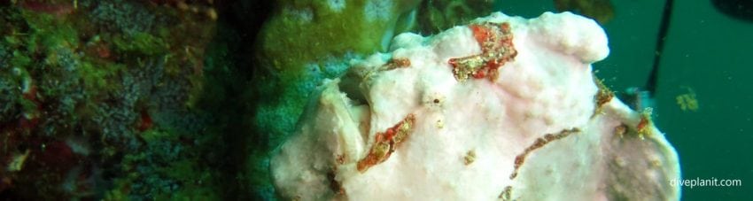 Giant frogfish head with mouth closed at pescadore diving moalboal cebu philippines banner