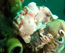 Giant frogfish whole body at pescadore diving moalboal cebu philippines feature