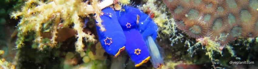 Tunicates with stars on them at dolphin house diving moalboal cebu philippines banner