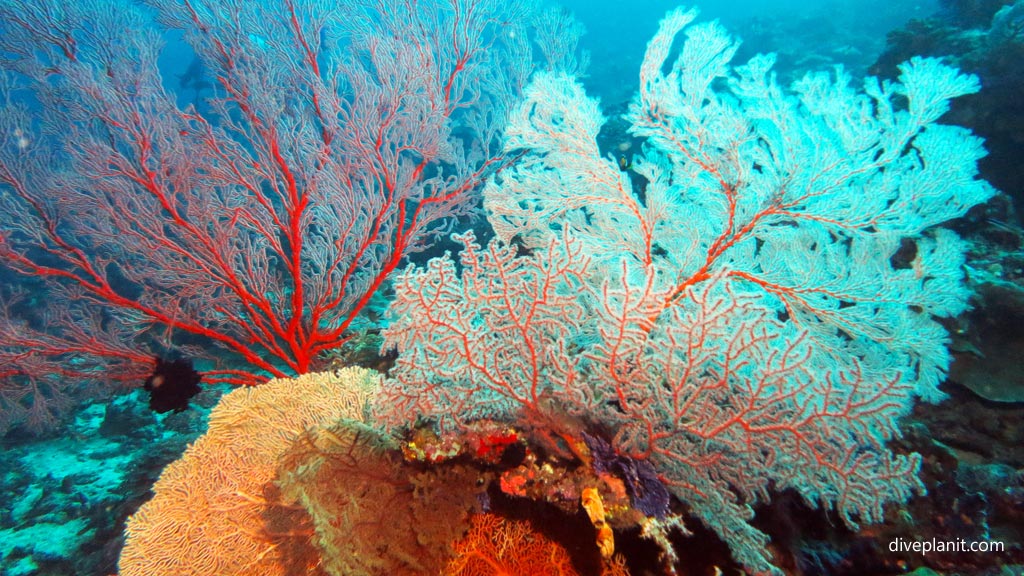 Red seafan with white coral bush at Hapi Reef diving Munda in the Solomon Islands by Diveplanit