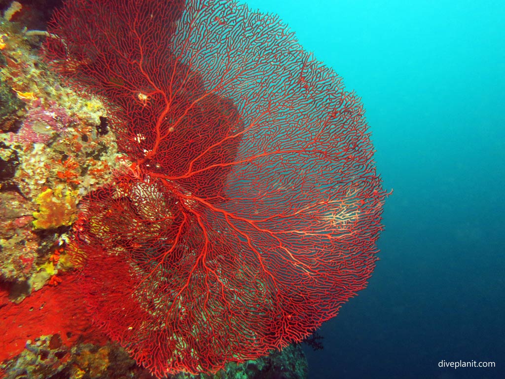 Red seafan with blue beyond at Joes Wall diving Gizo in the Gizo by Diveplanit