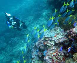 Yellowtail fusiliers running down the reef with diver at munda reef munda diving solomon islands feature