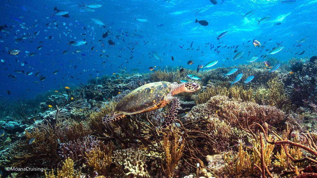 Turtle on the reef diving Golden Passage at Komodo National Park Indonesia Credit Moana