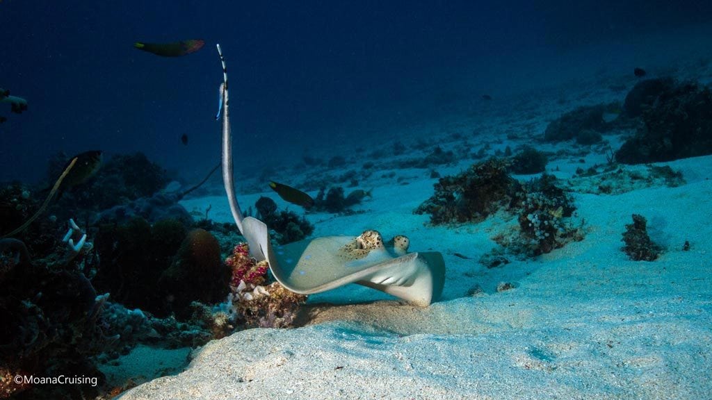 Cow tail ray looks startled diving The Cauldron at Komodo National Park Indonesia Credit Moana 4785