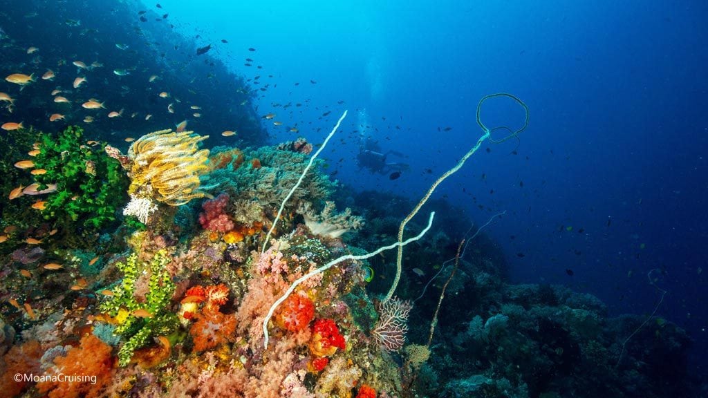 Reef scene with silhouetted fish diving Crystal Rock at Komodo National Park Indonesia Credit Moana 4909