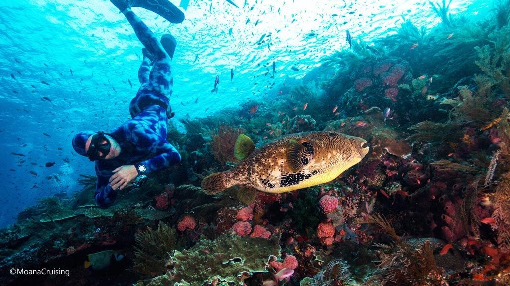 Stars and stripes pufferfish with free diver diving Batu Bolong at Komodo National Park Indonesia Credit Moana 5053