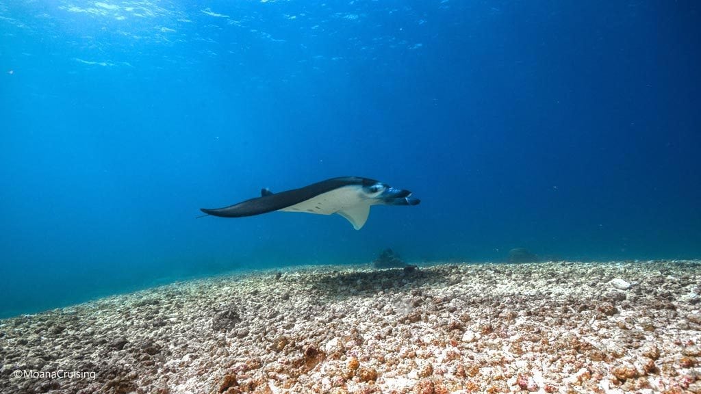 Manta ray diving Makassar Reef at Komodo National Park Indonesia Credit Moana 5151