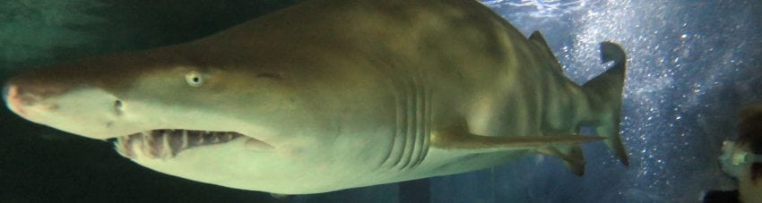 Getting close to the big boys at shark dive xtreme diving manly sea life sanctuary banner