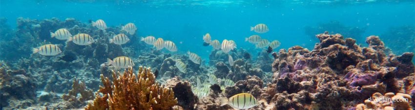 Snorkel scene with convict surgeons at muri lagoon rarotonga cook islands banner