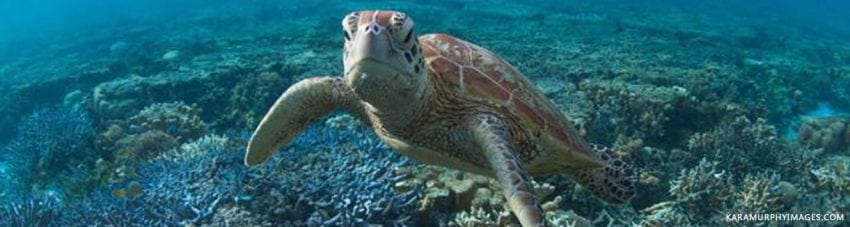Turtle by kara banner