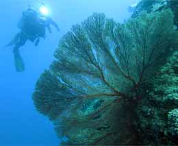 Seafan and diver silhouetted at three sisters diving vomo island fiji feature